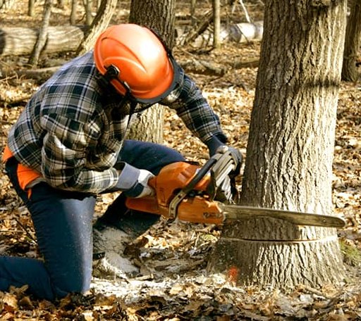 Tree Removal in Transylvania, LA